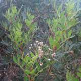 ...il terebinto (�parente� del pistacchio)...